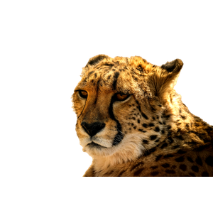 Stunning Close Up Portrait Of A Cheetah In Its Natural Habitat, Showcasing The Wild Beauty Of This Elegant Predator. 16373 - Cat PNG image with transparent background
